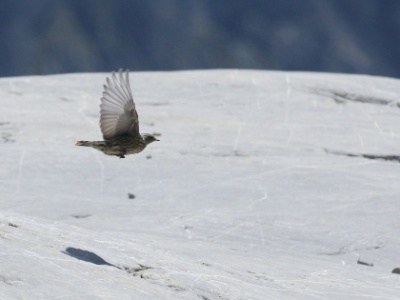 JA8A8426 copy  FRA: Accenteur alpin (Prunella collaris) GRB: Alpine accentor DEU: Alpenbraunelle ESP: Prunella collaris ITA: Prunella collaris RUS: Альпийская завирушка CHN: 领岩鹨