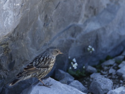 JA8A8442 copy  FRA: Accenteur alpin (Prunella collaris) GRB: Alpine accentor DEU: Alpenbraunelle ESP: Prunella collaris ITA: Prunella collaris RUS: Альпийская завирушка CHN: 领岩鹨