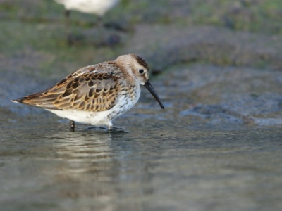 JA8A5680  FRA: Bécasseau variable (Calidris alpina) GRB: Dunlin DEU: Alpenstrandläufer ESP: Calidris alpina ITA: Calidris alpina RUS: Чернозобик CHN:黑腹滨鹬