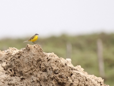 IMG 5316Crop  FRA: Bergeronnette des ruisseaux (Motacilla cinerea) GRB: Grey Wagtail DEU: Bergsteize