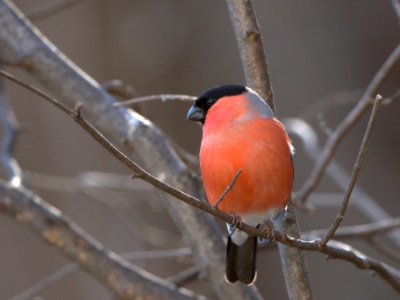 JA8A2998 copy  FRA: Bouvreuil pivoine (Pyrrhula pyrrhula) GRB: Pyrrhula DEU: Pyrrhula ESP: Pyrrhula ITA: Pyrrhula RU:Снегири CHN: