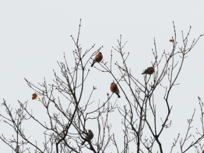 JA8A9470 copy  FRA: Bouvreuil pivoine(Pyrrhula pyrrhula) GRB: Pyrrhula DEU: Eigentlichen Gimpel ESP: Pyrrhula ITA: Pyrrhula pyrrhula RUS: Снегири CHN: 红腹灰雀