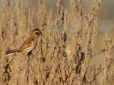 IMG 4066Crop  FR: Bruant des roseaux (Emberiza schoeniclus) UK: Common Reed Bunting DE: Rohrammer