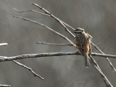 JA8A0944 copy  FRA: Bruant fou (Emberiza cia) GRB: Rock Bunting DEU: Zippammer ESP: Emberiza cia ITA: Emberiza cia RU: Горная овсянка CHN: 灰眉岩鹀