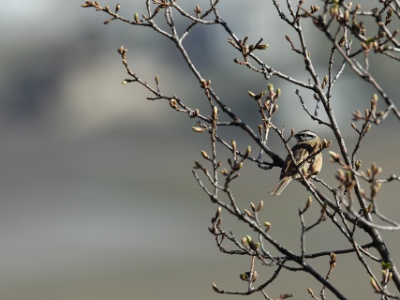 U09A8621 copy  FR: Bruant fou (Emberiza cia) UK: Rock Bunting DE: Zippammer SP: Emberiza cia RU: Горная овсянка CH: 灰眉岩鹀