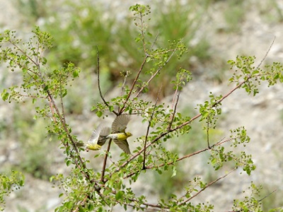 U09A5048 copy  FRA: Bruant jaune (Emberiza citrinella)  GRB: Yellowhammer DEU: Goldammer ESP:Emberiza citrinella ITA: Emberiza citrinella RUS:Обыкновенная овсянка CHN: 黄鹀