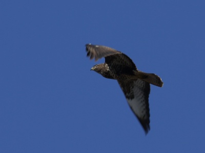 U09A0651  FR: Buse variable (Buteo buteo) UK:  Common Buzzard DE: Mäusebussard