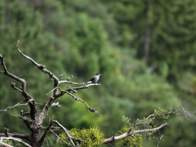 U09A2992 copy  FRA: Cassenoix moucheté (Nucifraga caryocatactes) GRB: Spotted nutcracker DEU: Tannenhäher ESP: Nucifraga caryocatactes  ITA: Nucifraga caryocatactes RUS: Кедровка CHN: 星鴉