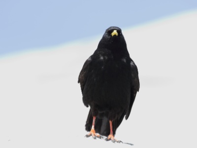 JA8A8449  FR: Chocard à bec jaune (Pyrrhocorax graculus) UK: Alpine chough (Pyrrhocorax graculus) DE: Alpendohle ES: Pyrrhocorax graculus