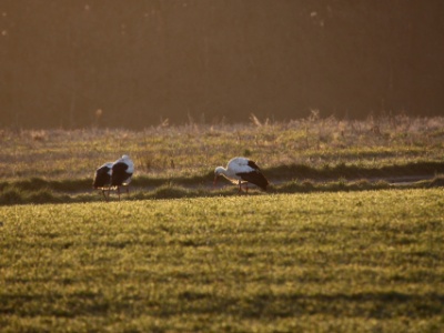 IMG 0919  FR: Cigogne blanche (Ciconia ciconia) UK: White Stork DE: Weissstorch