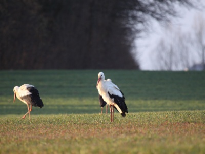 IMG 0933  FRA: Cigogne blanche (Ciconia ciconia) GRB: White stork Dipper DEU: Weißstorch ESP: Ciconia ciconia europeo ITA: Ciconia ciconia RUS:  CHN: