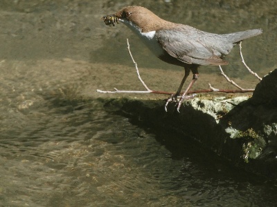 IMG 0045Crop  FR: Cincle plongeur (Cinclus cinclus) UK:  White-throated Dipper DE: Wasseramsel