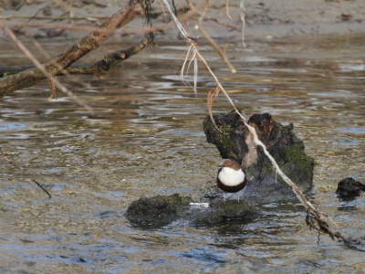 IMG 1632Crop2  FRA: Cincle plongeur (Cinclus cinclus) GRB:  White-throated Dipper DEU: Wasseramsel ESP: mirlo acuático europeo ITA: merlo acquaiolo RUS: Оляпка CHN: 白喉河乌