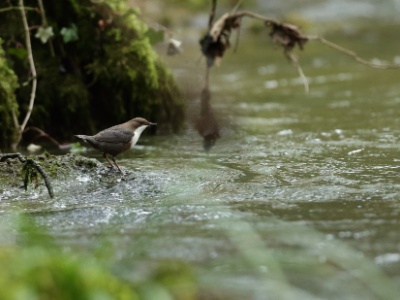 JA8A9704 copy  FRA: Cincle plongeur (Cinclus cinclus) GRB:  White-throated Dipper DEU: Wasseramsel ESP: mirlo acuático europeo ITA: merlo acquaiolo RUS: Оляпка CHN: 白喉河乌