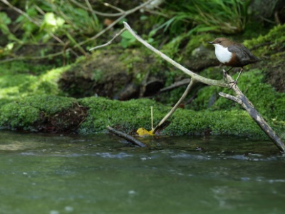U09A9138 copy  FRA: Cincle plongeur (Cinclus cinclus) GRB:  White-throated Dipper DEU: Wasseramsel ESP: mirlo acuático europeo ITA: merlo acquaiolo RUS: Оляпка CHN: 白喉河乌