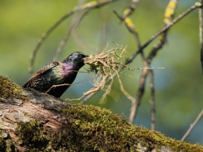 IMG 0247Crop  FR: Etourneau sansonnet (Sturnus vulgaris) UK: Common Starling DE: Star