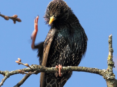 IMG 7350C  FRA: Étourneau sansonnet (Sturnus vulgaris) GRB: Common starling  DEU: Star (Art) ESP: Sturnus vulgaris ITA: Sturnus vulgaris RUS: Обыкновенный скворец CHN: 紫翅椋鸟