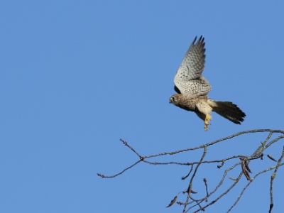 U09A0617 copy  FRA: Faucon crécerelle(Falco tinnunculus) GRB: Common kestrel DEU: Turmfalke ESP: Falco tinnunculus ITA: Falco tinnunculus RUS: Обыкновенная пустельга CHN: 紅隼