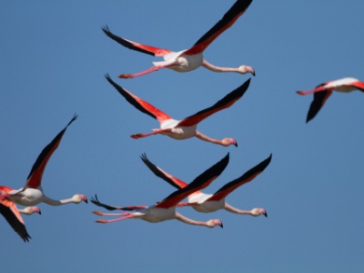 IMG 6434  FR: Flamant rose (Phoenicopterus roseus) UK: Greater Flamingo DE: Rosaflamingo