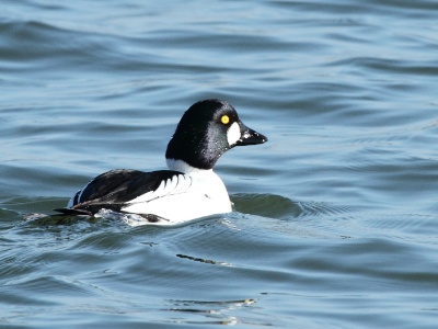 IMG 9252Crop  FR: Garrot � oeil d'or (Bucephala clangula) UK: Common Goldeneye DE: Schellente