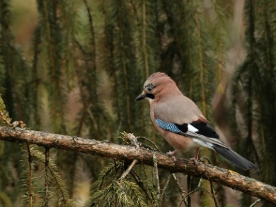 JA8A9504 copy  FRA: Geai des chênes (Garrulus glandarius) GRB: Eurasian Jay DEU: Eichelhäher ESP: Garrulus glandarius ITA: ghiandaia RUS: Сойка CHN: 松鴉
