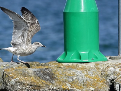 U09A9083 copy  FR: Go�land argent� (Larus argentatus) UK: European herring gull DE: Silberm�we