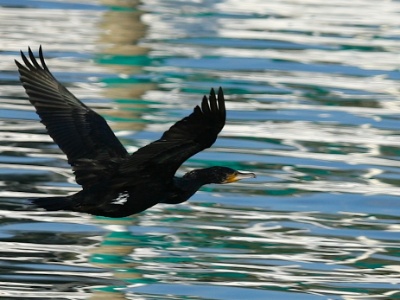 IMG 2734Crop  FR: Grand Cormoran (Phalacrocorax carbo) UK: Great Cormorant DE: Kormoran