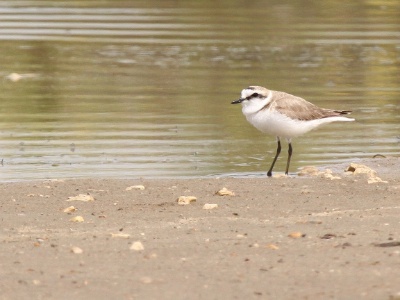 IMG 5411Crop  FR: Gravelot � collier interrompu (Charadrius alexandrinus) UK: Kentish Plover DE: Seeregenpfeifer