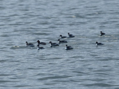 JA8A0079 copy  FRA: Grèbe à cou noir (Podiceps nigricollis) GRB: Black-necked grebe DEU: Schwarzhalstaucher ESP: Podiceps nigricollis ITA: Podiceps nigricollis RUS: Черношейная поганка CHN: 黑頸鸊鷉