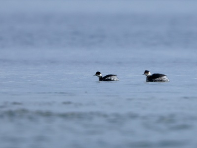 28A0910 copy  FRA: Grèbe à cou noir (Podiceps nigricollis) GRB: Black-necked grebe DEU: Schwarzhalstaucher ESP: Podiceps nigricollis ITA: Podiceps nigricollis RUS: Черношейная поганка CHN: 黑頸鸊鷉