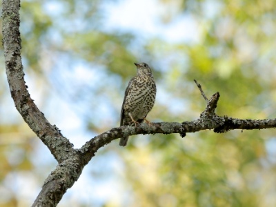 JA8A4652 copy  FR: Grive litorne (Turdus pilaris) UK: Fieldfare DE: Wacholderdrossel ES: zorzal real RU: Рябинник CH: 田鸫