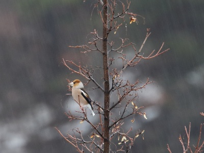 JA8A9531 copy  FRA: Grosbec casse-noyaux (Coccothraustes coccothraustes) GRB: Hawfinch DEU: Kernbeisser ESP: Coccothraustes coccothraustes ITA: frosone comune RUS: Обыкновенный дубонос CHN: 锡嘴雀