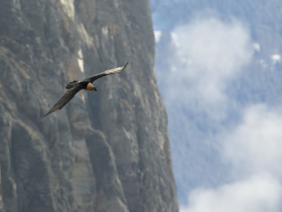 U09A6460 copy  First observation time:  11:30am until 11:32am, Second observation: 12:07am until 12:09am, Third observation(another gypa?) : 5:49pm until 5:52pm