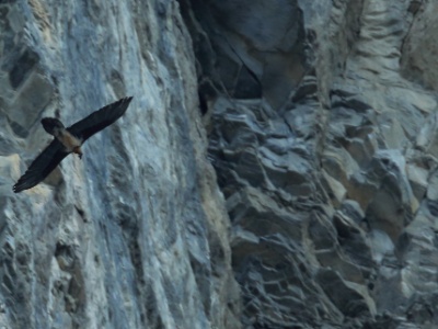 U09A6669  This one is the gypa of the third observation(another gypa?) : 5:49pm until 5:52pm