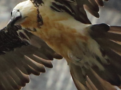 U09A2603copy 2 BAGUE