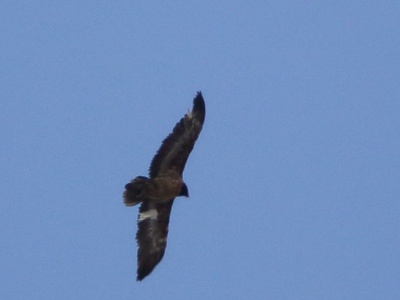 U09A3655 copy  Le jeune nomme Alois, une femelle, lâchée à Melchsee-Frutt (Obwald) en 2016. obs de 13h58 a 13:59