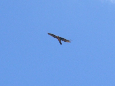 JA8A5154 copySiviez bisse