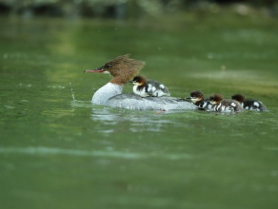 U09A2100 copy  FRA: Harle bièvre (Mergus merganser) GRB: Common merganser DEU: Gänsesäger ESP: Mergus merganser ITA: Mergus merganser RUS: Большой крохаль CHN: 普通秋沙鸭