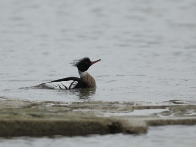 U09A1084 copy  FR: Harle huppé UK: Red-breasted merganser DE: