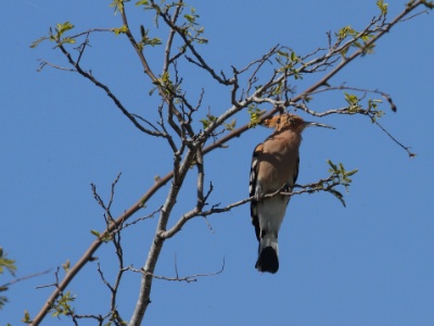 IMG 6655 copy  FRA: Huppe fasciée (Upupa epops) GRB: Hoopoe DEU: Wiedehopf ESP: Upupa epops ITA: Upupa epops RUS: Удод CHN: 戴胜