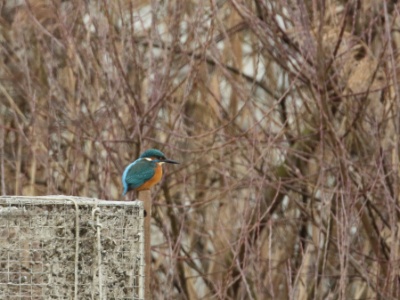 JA8A9918 copy  FRA: Martin-pêcheur d'Europe (Alcedo atthis) GRB: Common Kingfisher DEU: Eisvogel ESP: martín pescador común ITA: martin pescatore comune RUS: Обыкновенный зимородок CHN: 普通翠鸟