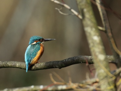 U09A1062 copy  FRA: Martin-pêcheur d'Europe (Alcedo atthis) GRB: Common Kingfisher DEU: Eisvogel ESP: martín pescador común ITA: martin pescatore comune RUS: Обыкновенный зимородок CHN: 普通翠鸟