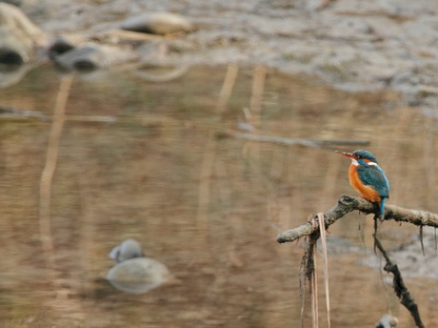 IMG 1227 2Crop  FRA: Martin-pêcheur d'Europe (Alcedo atthis) GRB: Common Kingfisher DEU: Eisvogel ESP: martín pescador común ITA: martin pescatore comune RUS: Обыкновенный зимородок CHN: 普通翠鸟
