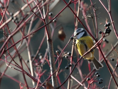 IMG 0132 ddpCrop  FRA:  Mésange bleue (Cyanistes caeruleus) GRB: Eurasian blue tit DEU: Blaumeise ESP: Cyanistes caeruleus ITA: Cyanistes caeruleus RUS: CHN: 蓝山雀