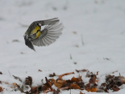 IMG 0772Crop  FR: M�sange charbonni�re (Parus major) UK: Great Tit DE: Kohlmeise