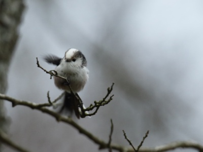 JA8A9717 copy  FRA: Mésange à longue queue GRB: Long-tailed tit DEU: Schwanzmeise ESP: El mito (Aegithalos caudatus) ITA: codibùgnolo RUS: Длиннохвостая синица CHN: