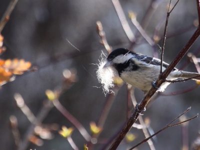 IMG 1791Crop  FR: M�sange noire (Parus ater) UK: Coal Tit DE: Tannenmeise
