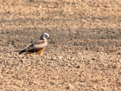 28A1998 copy  FRA: Milan noir (Milvus migrans) GRB: Black Kite DEU: Schwarzmilan ESP: Milvus migrans ITA: Milvus migrans RUS: Чёрный коршун CHN: 黑鸢