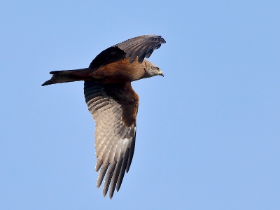 28A2023 copy  FRA: Milan noir (Milvus migrans) GRB: Black Kite DEU: Schwarzmilan ESP: Milvus migrans ITA: Milvus migrans RUS: Чёрный коршун CHN: 黑鸢