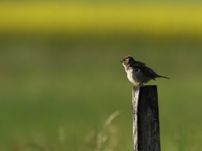 JA8A7063 copy  FR: Moineau domestique (Passer domesticus)  UK: House sparrow DE: Haussperling
